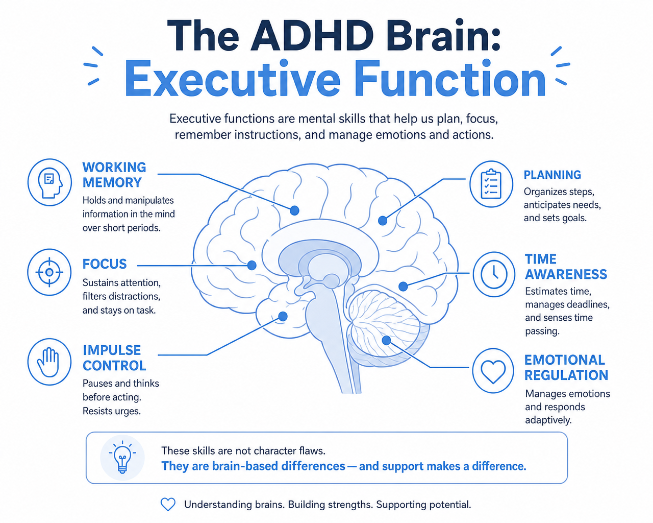 Infographic diagram of the ADHD brain labeling executive function skills such as working memory, focus, impulse control and time awareness